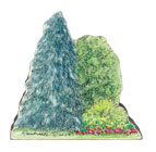 fir-tree-grouping.jpg Art Card