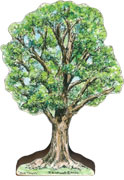 large-white-elm-tree.jpg Art Card